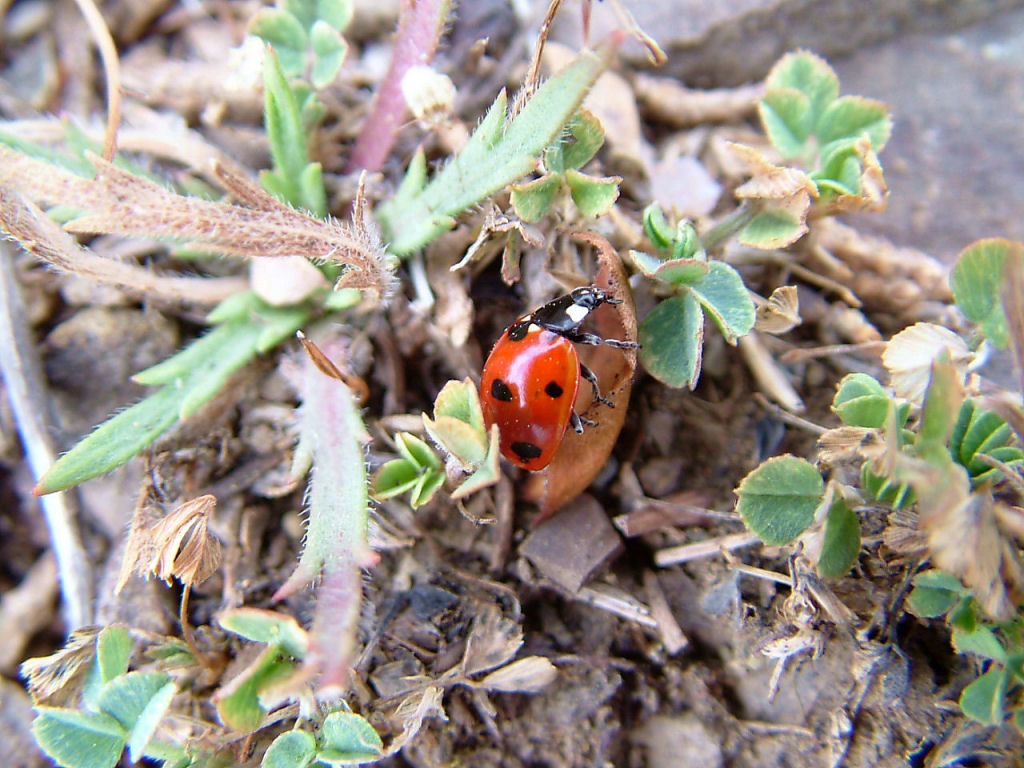 Coccinelle
